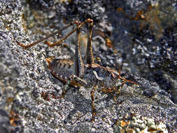 Image of Antaxius (Chopardius) pedestris (Fabricius 1787)