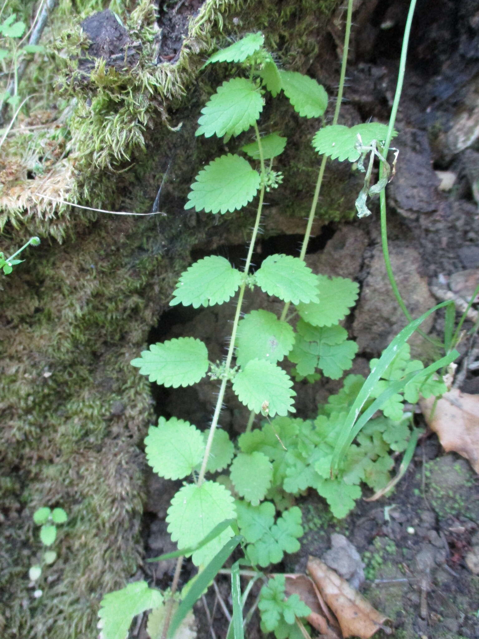 Image of stingingnettle