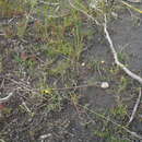 Philydrella pygmaea (R. Br.) Caruel resmi