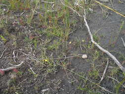 Philydrella pygmaea (R. Br.) Caruel resmi