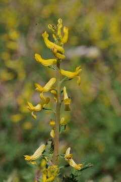 Image of smallflower fumewort