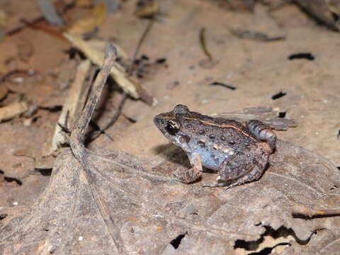 Image of Napo Tropical Bullfrog