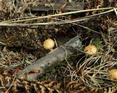 Image de Pholiota subflammans (Speg.) Sacc. 1891