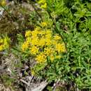 Image of Brandegee's desertparsley