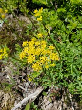 Слика од Lomatium brandegeei (Coult. & Rose) J. F. Macbr.