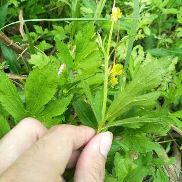 Image of Ranunculus chinensis Bunge