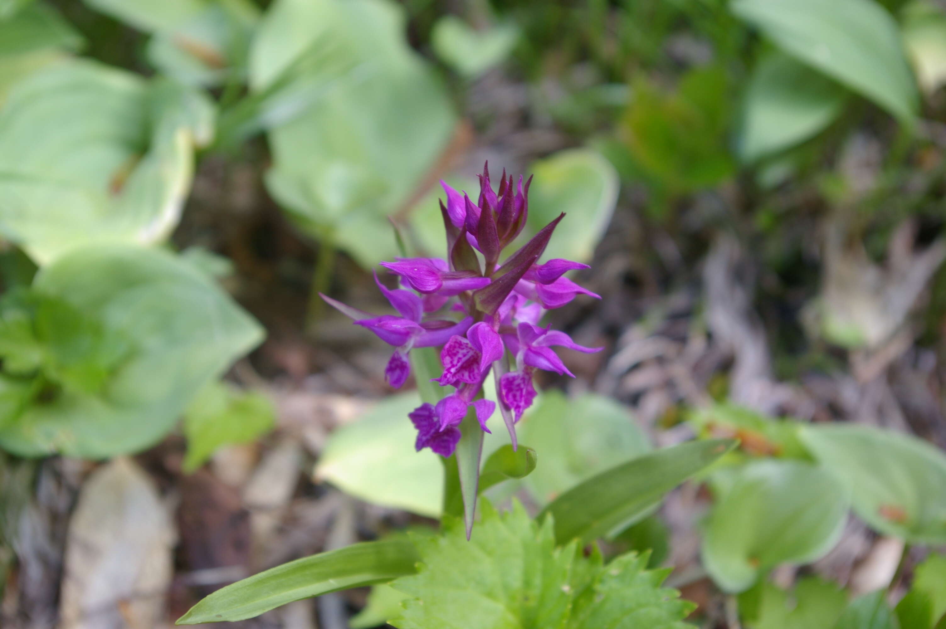 Image de Dactylorhiza aristata (Fisch. ex Lindl.) Soó