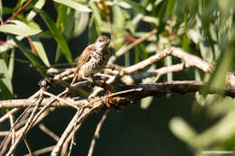 Image of Bar-breasted Honeyeater