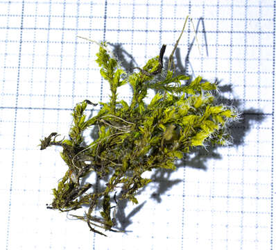 Image of racomitrium moss