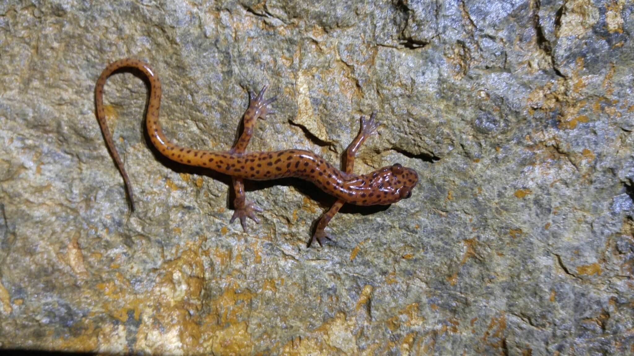 Image of Cave Salamander