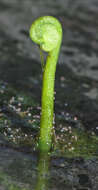 Image of whorled marshpennywort