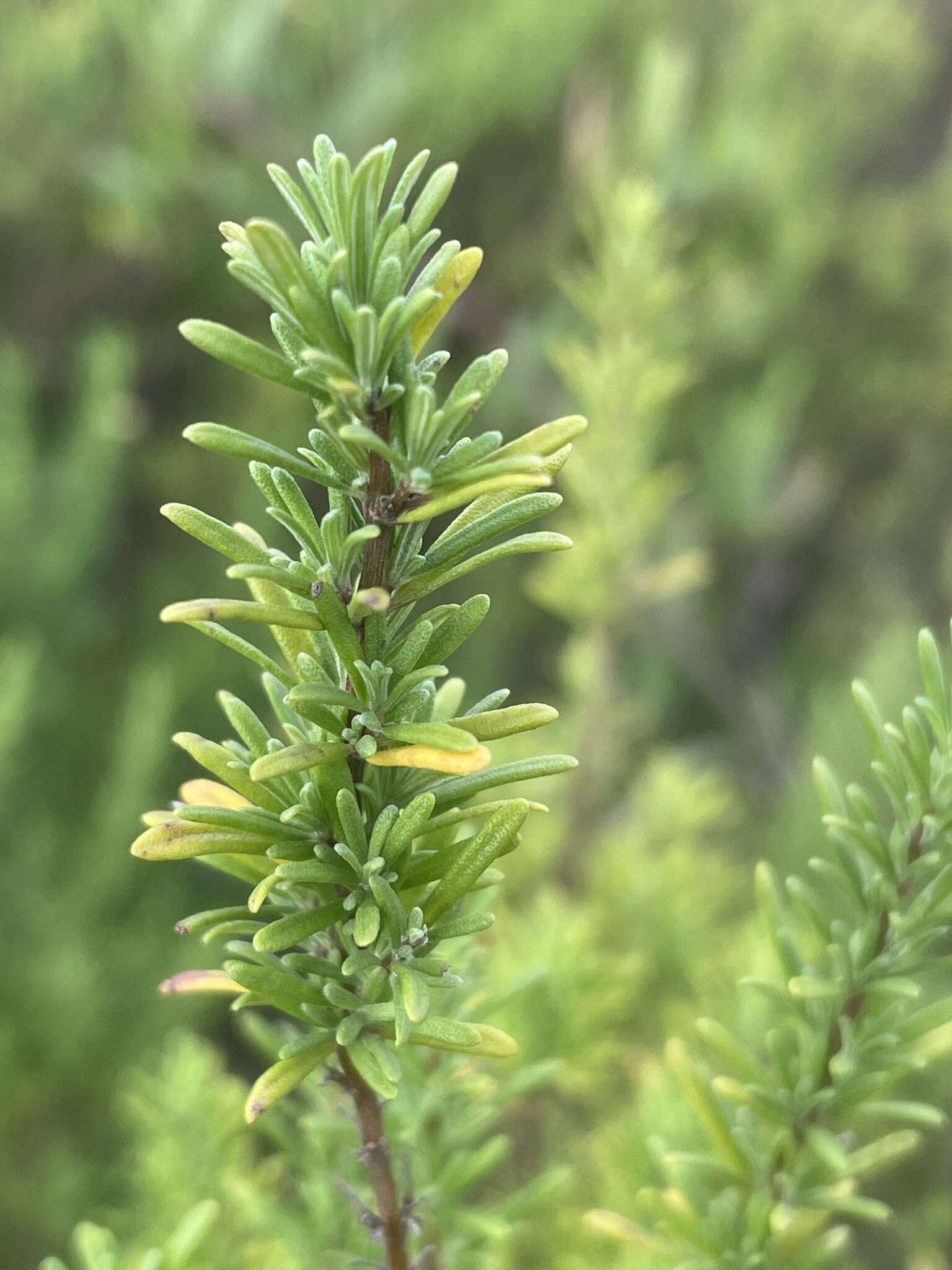 Image of Apalachicola false rosemary