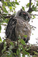 Bubo lacteus (Temminck 1820)的圖片