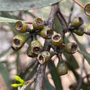 Image of Green mallee