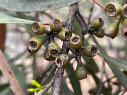 Image of Green mallee