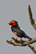 Image of Bearded Barbet