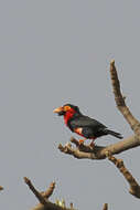 Image of Bearded Barbet