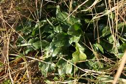 Image of sea beet