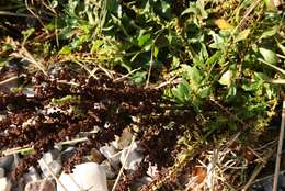 Image of sea beet