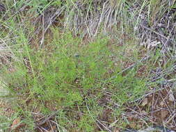 Plancia ëd Dalea filiformis A. Gray