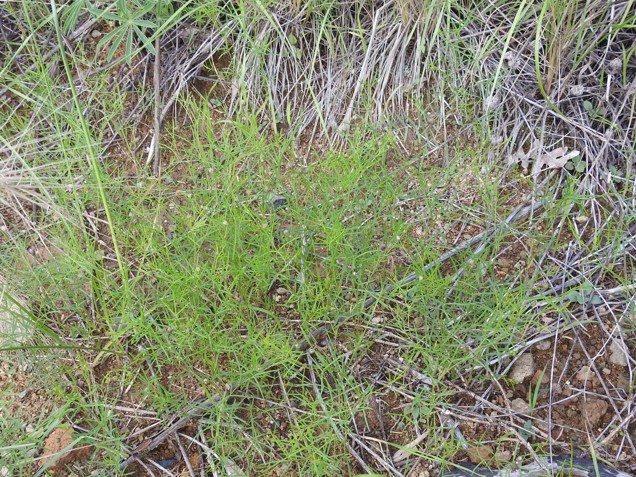 Plancia ëd Dalea filiformis A. Gray