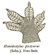 Image de Hemidactylus platyurus (Schneider 1797)