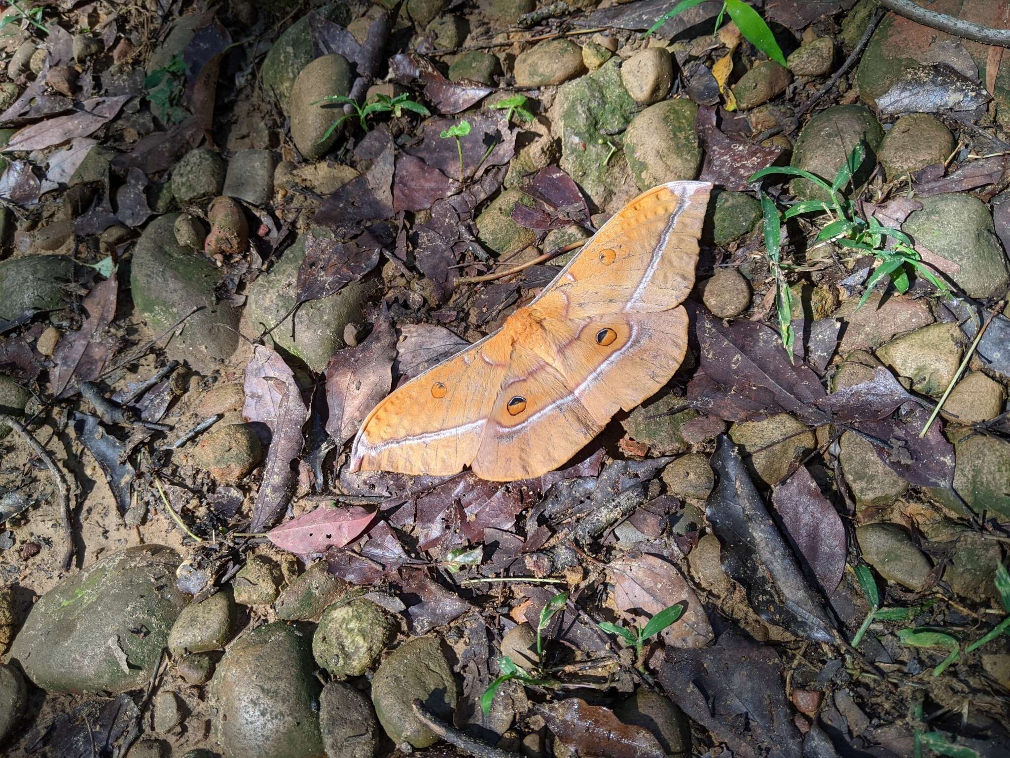 Image of Antheraea formosana Sonan 1937