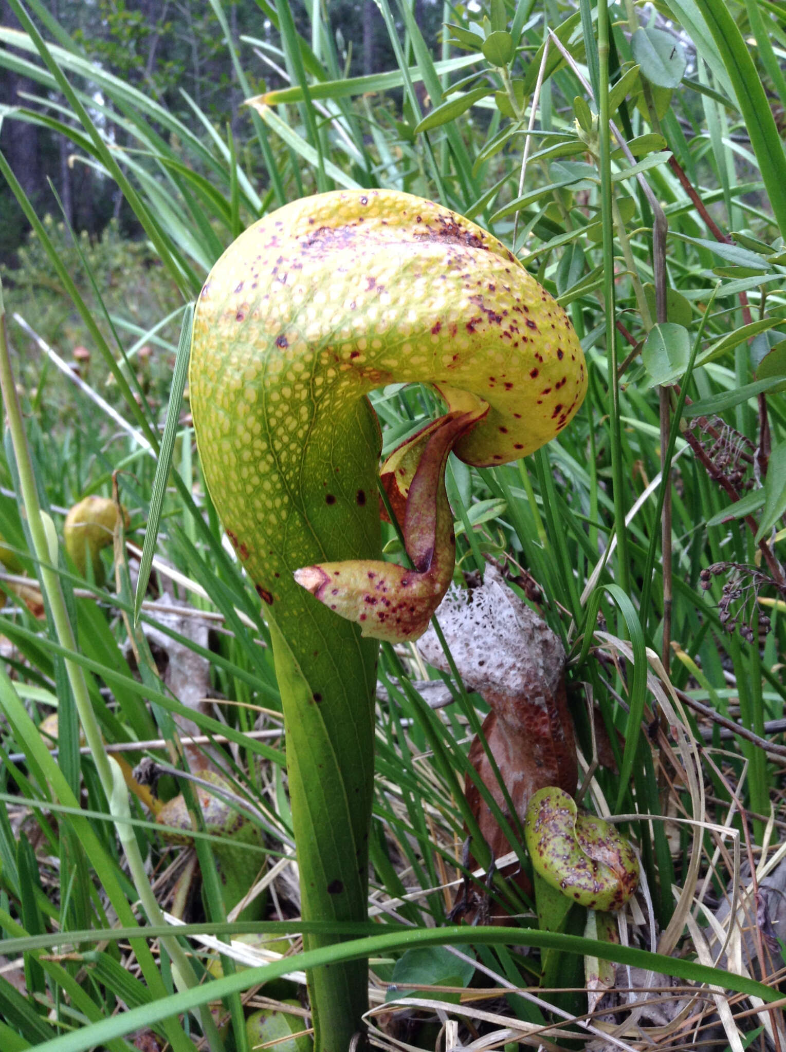 Image of California Pitcher Plant