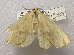 Image of Crocus Geometer Moth