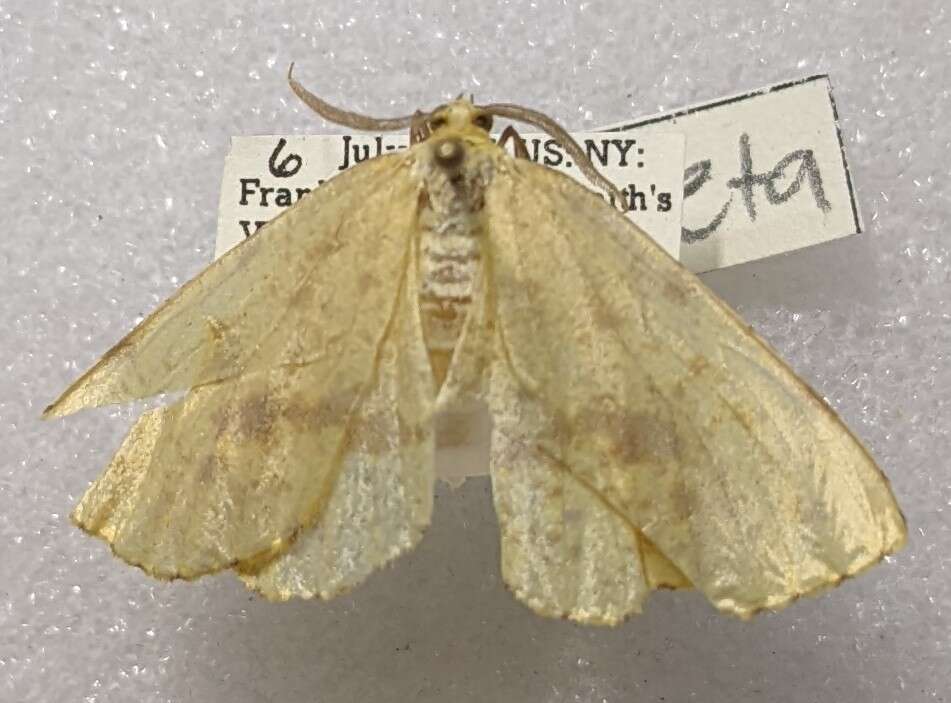 Image of Crocus Geometer Moth