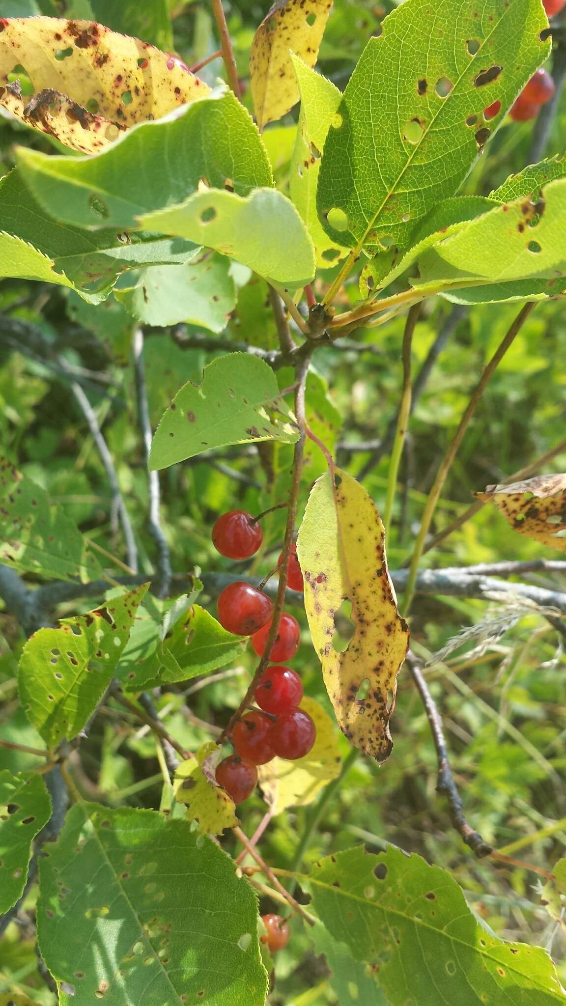 Imagem de Prunus virginiana L.