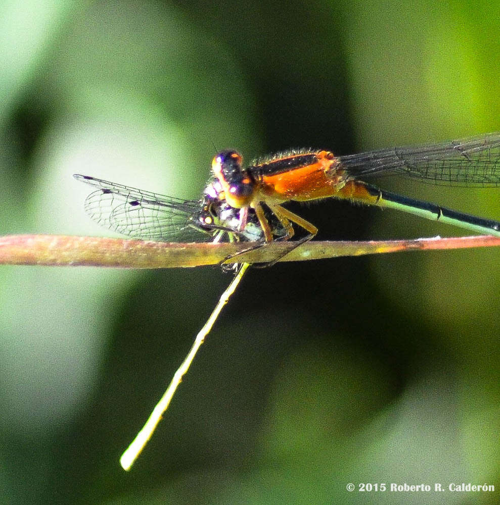 Image of Rambur's Forktail