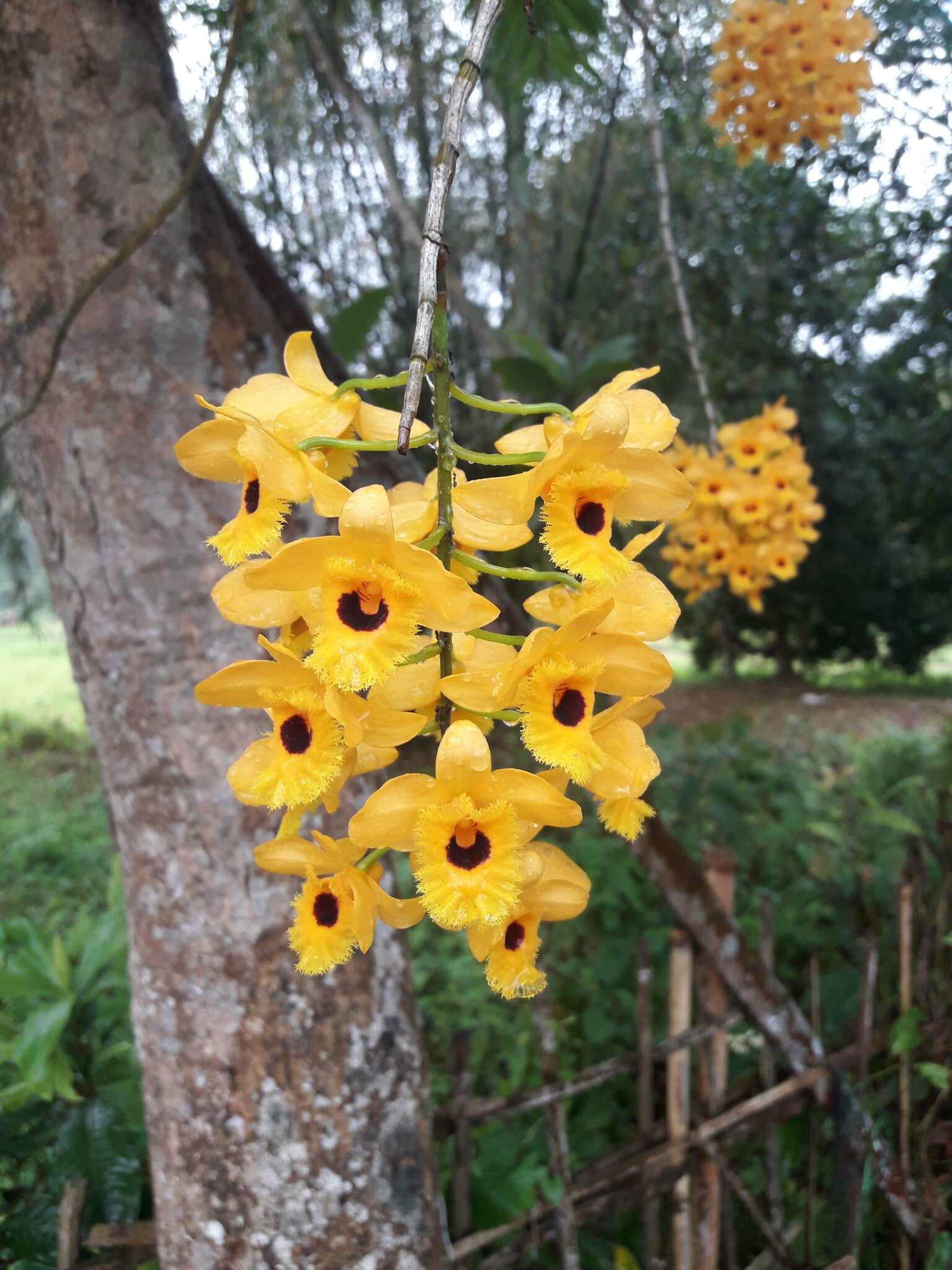 Imagem de Dendrobium fimbriatum Hook.