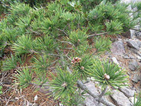 Image of Japanese Black Pine