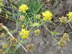 Sivun Bupleurum ranunculoides L. kuva