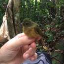 Image of MacConnell's Flycatcher