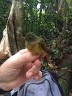 Image of MacConnell's Flycatcher