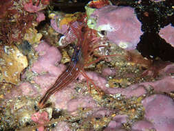 Image of Mediterranean cleaner shrimp