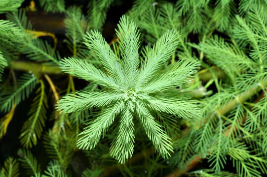 Image of parrot feather watermilfoil