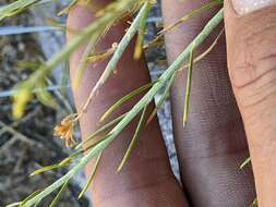 Image of Ericameria nauseosa var. leiosperma (A. Gray) G. L. Nesom & G. I. Baird