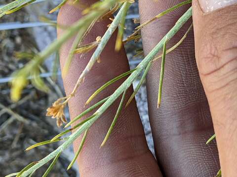 Imagem de Ericameria nauseosa var. leiosperma (A. Gray) G. L. Nesom & G. I. Baird