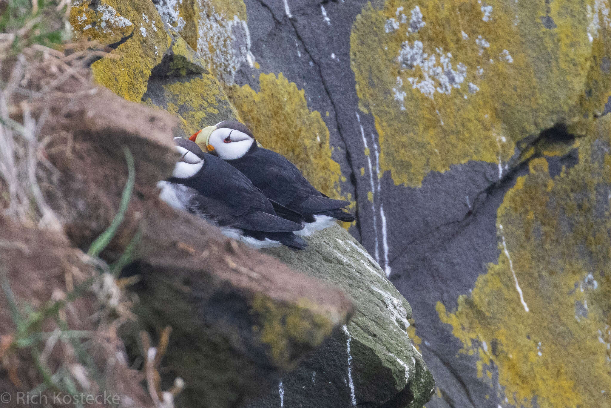 Image of Horned Puffin