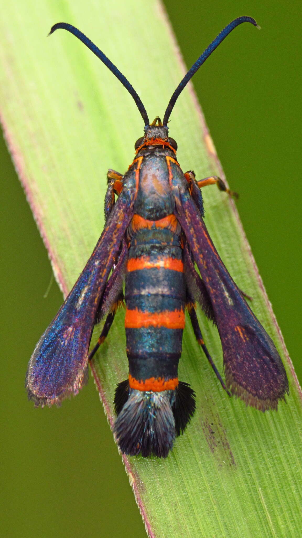 Image of Texana Clearwing Moth