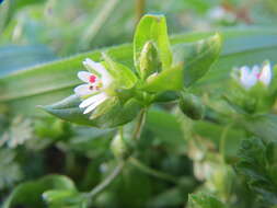 Image of common chickweed