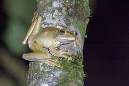 Image of Blacksmith tree frog