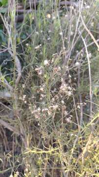 Imagem de Baccharis paniculata DC.