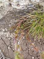 Sivun Euphrasia collina subsp. diversicolor W. R. Barker kuva