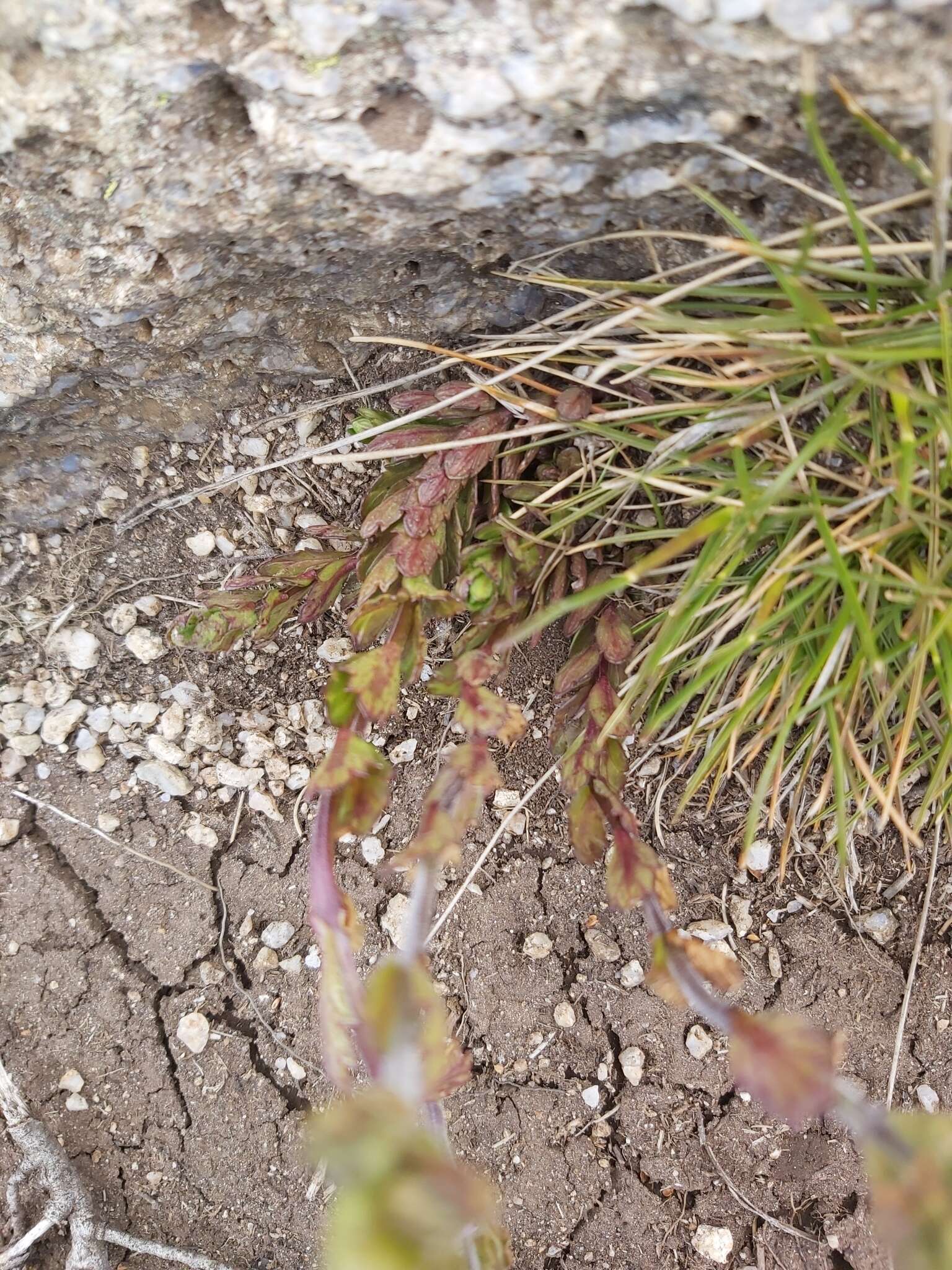 Image de Euphrasia collina subsp. diversicolor W. R. Barker