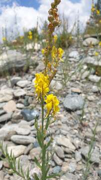 Imagem de Linaria angustissima (Loisel.) Borbás