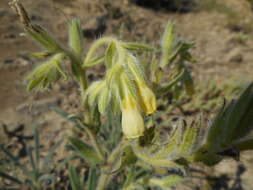 Слика од Onosma pseudoarenaria